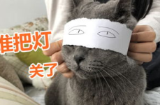 萌猫宝哥哥吃臭豆腐视频大全最新,视频大全笑料百出