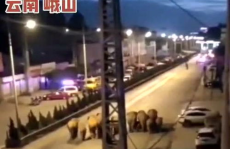 云南15头大象组团压马路,组团压马路，引发全民关注