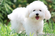 比熊取英文名字,可爱与个性的完美结合